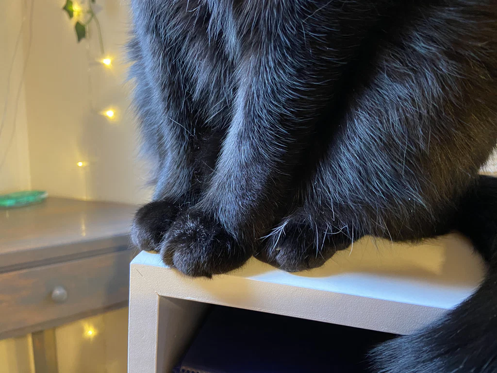 It’s just toe beans's avatar