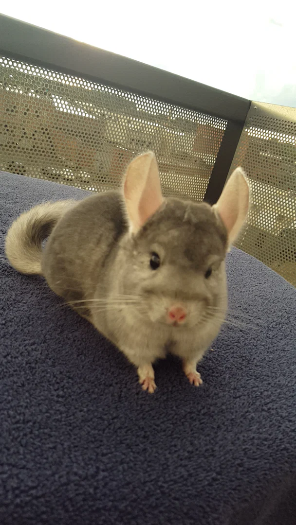 Charlie Chinchilla profile banner