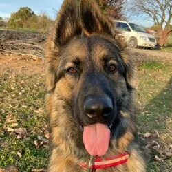 Sarge the Sable's avatar