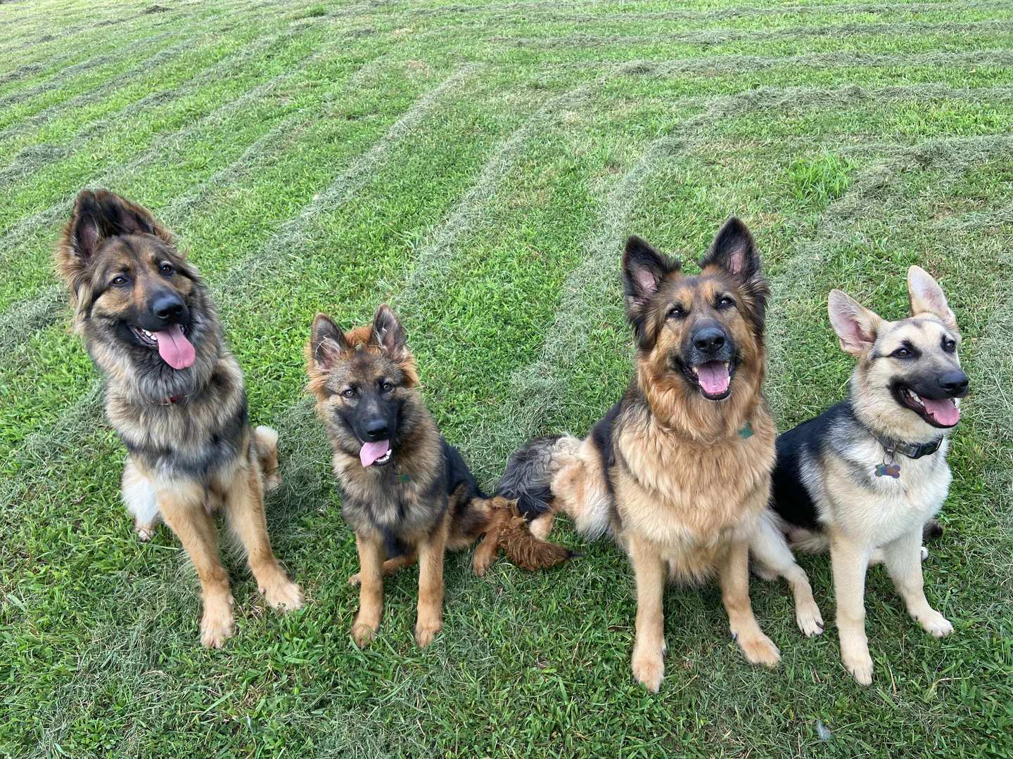 Sarge the Sable profile banner