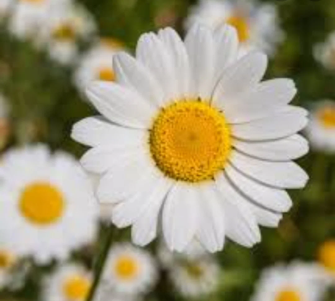 Daisy brax profile banner
