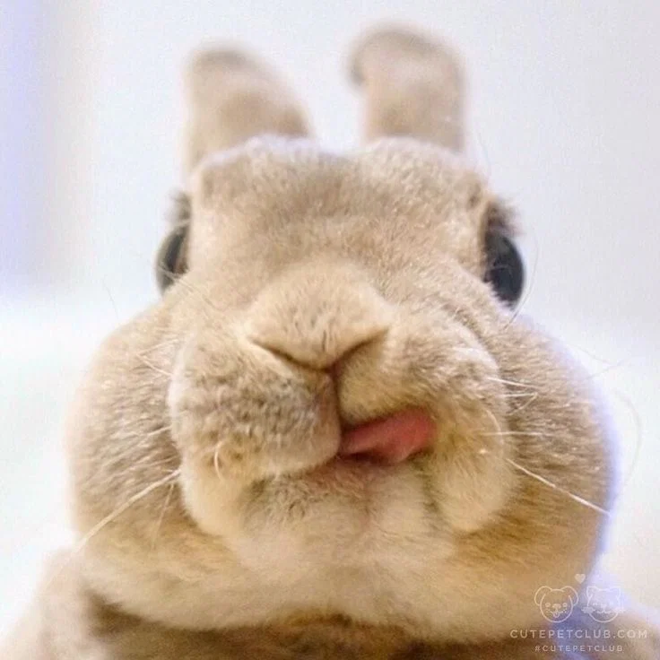 Bunny.candy.pie