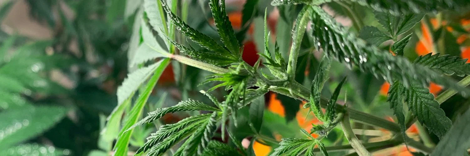 ThickGOD&indica profile banner