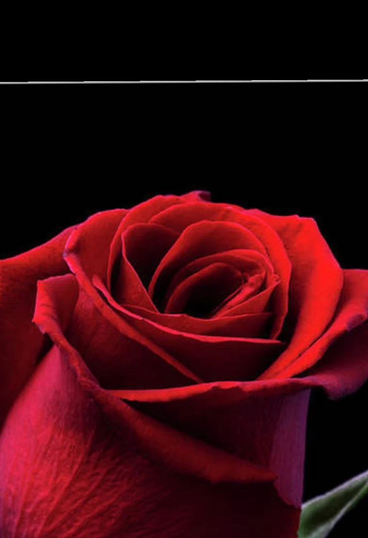 Dimplez🌹Rose🇯🇲💖✨ profile banner