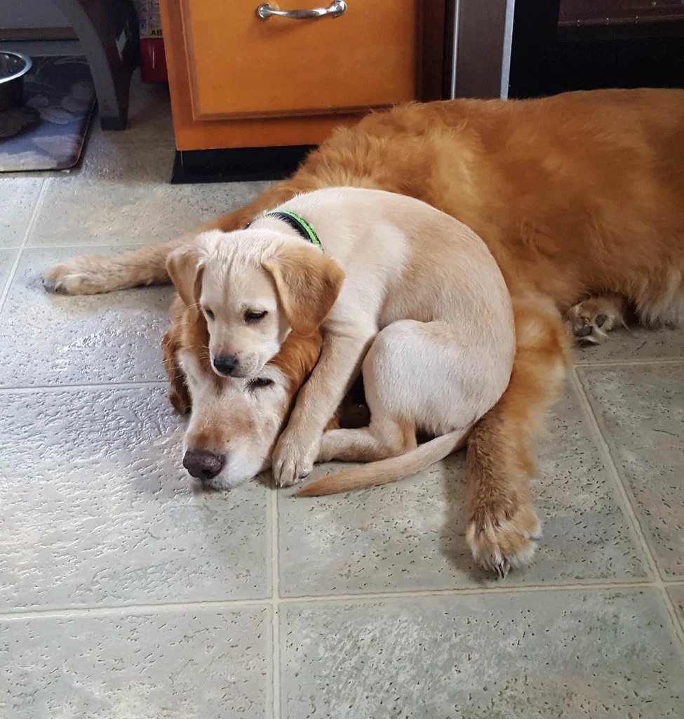 OnlyDogs's avatar