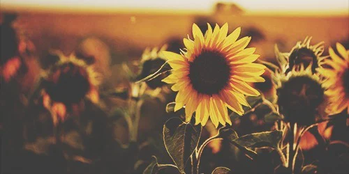 Daniella Reyes profile banner