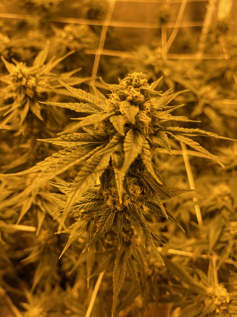 EmiLuv420 profile banner
