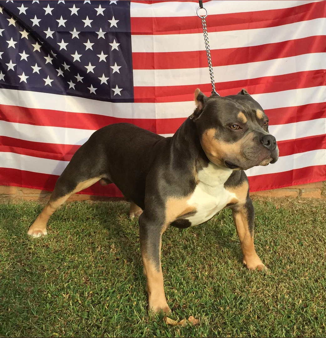 Camcowboy profile banner