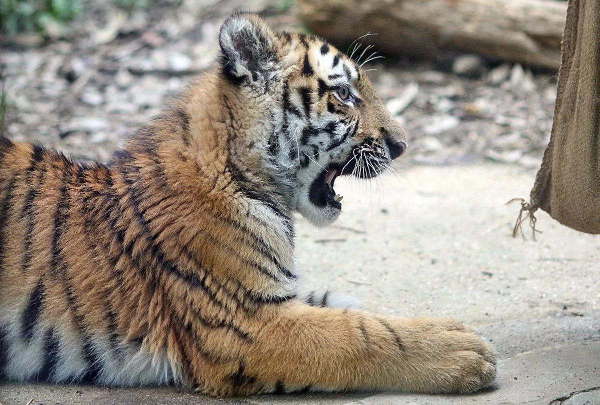tigbutt profile banner