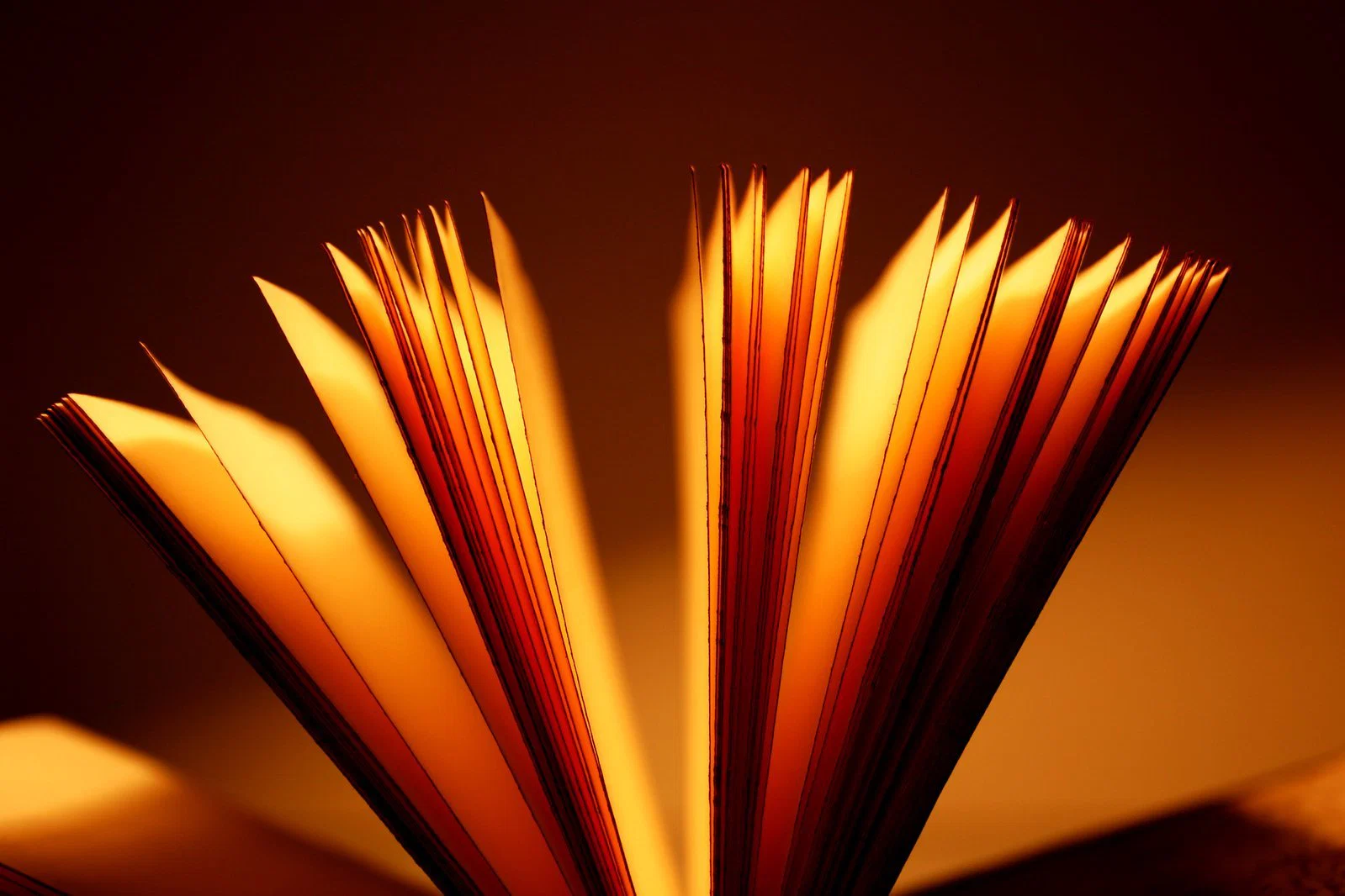 The Librarian profile banner