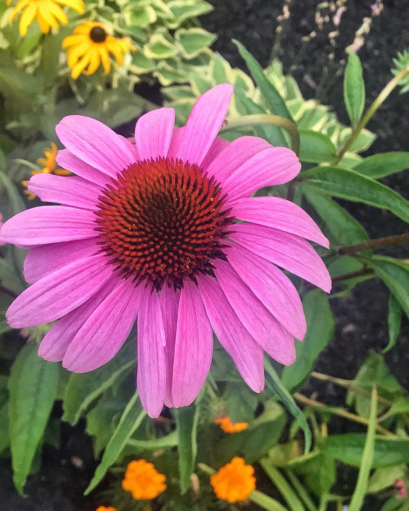 Miss Jezebel