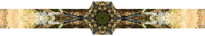 Elevated Moon ☾ profile banner