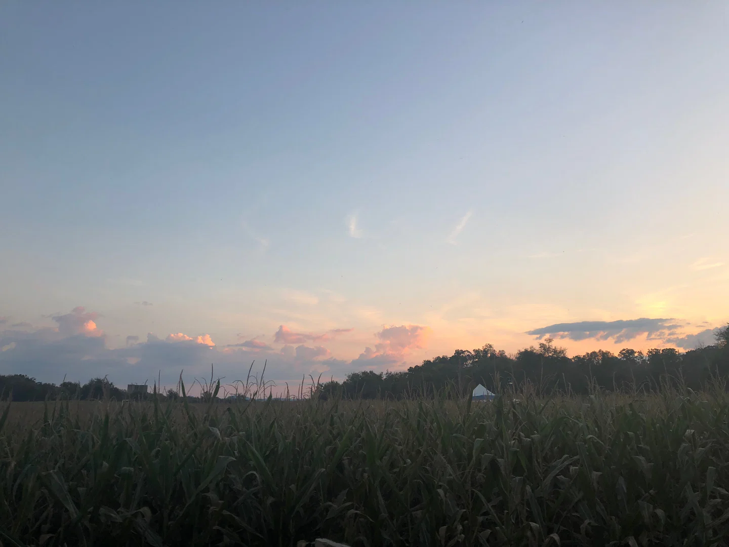 Madison profile banner