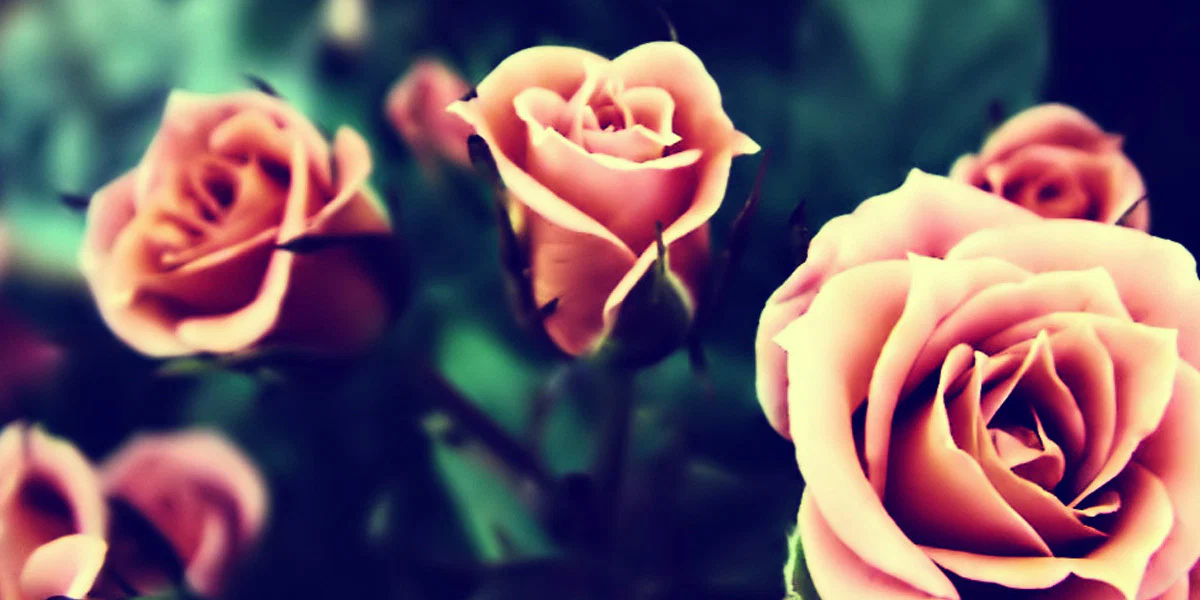 Scarlett Rose profile banner