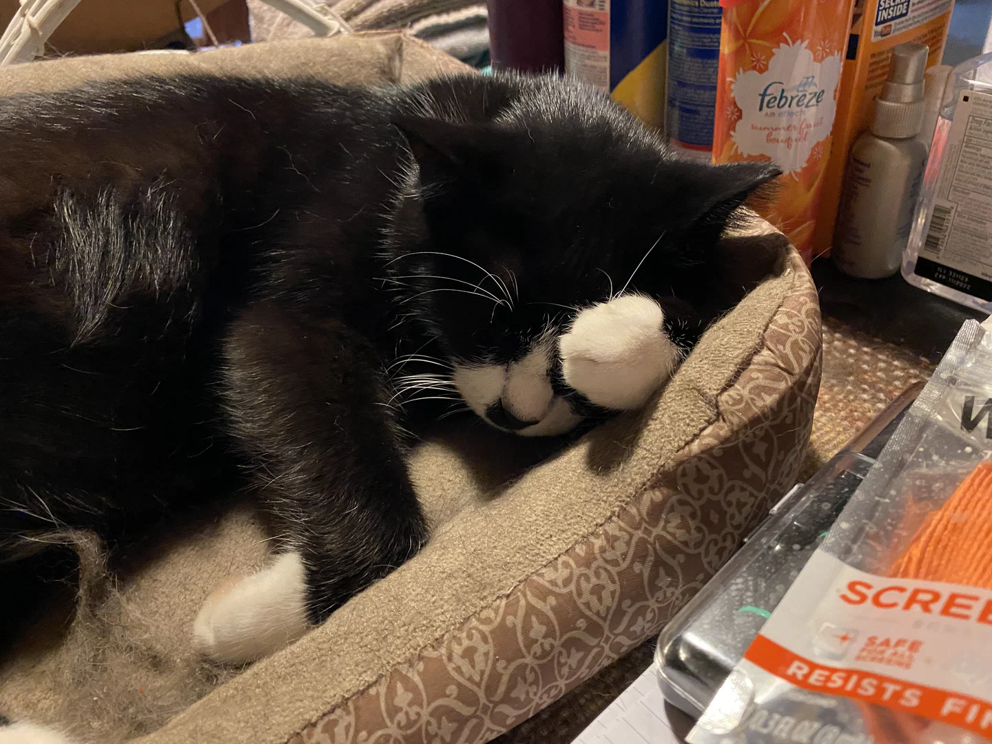 The Cats of OnlyFans (w/ Troy B.) π»π»π» profile banner
