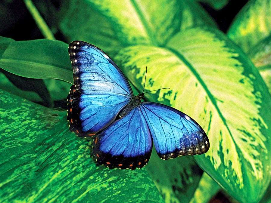 Perky Butterfly profile banner