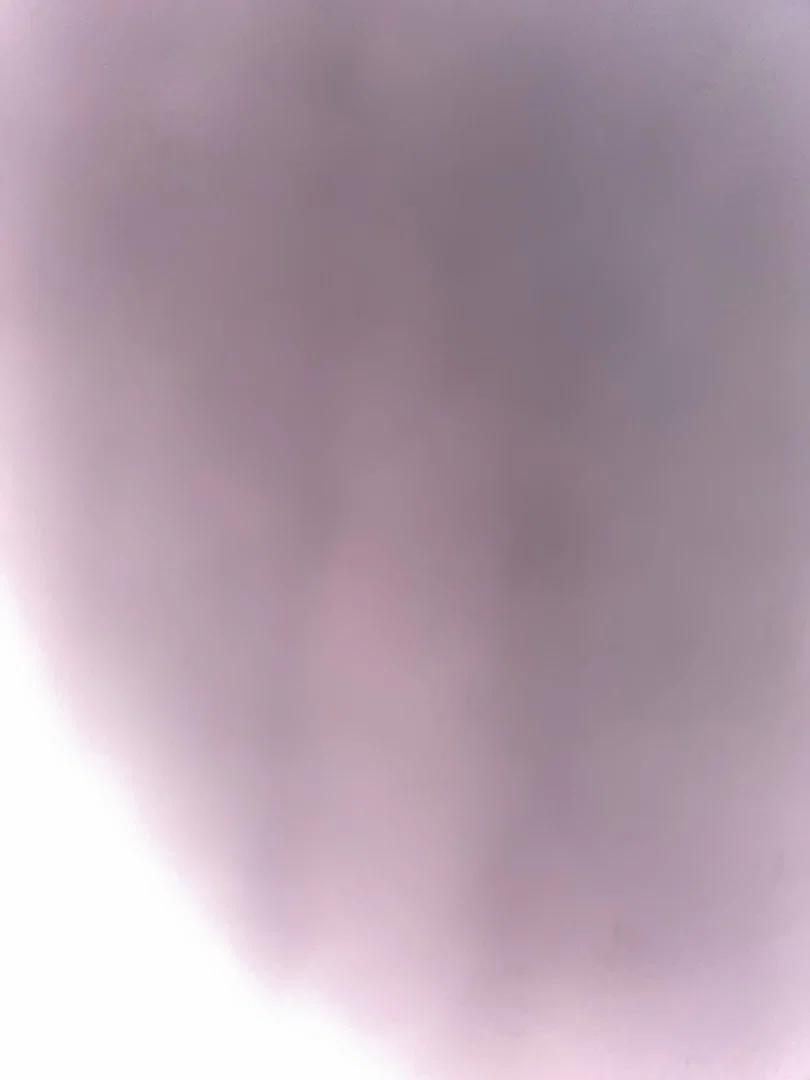 Bunny profile banner