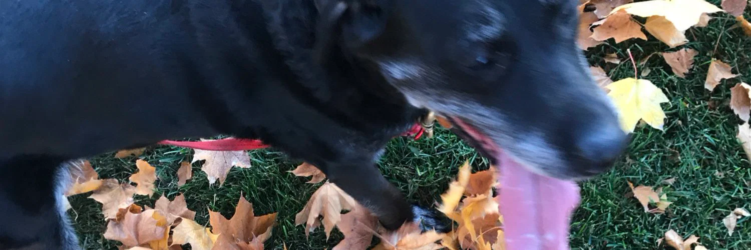 Madeleine π° profile banner