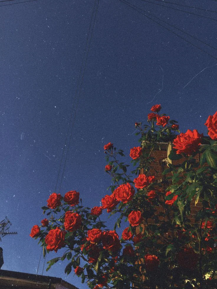 muñequita profile banner