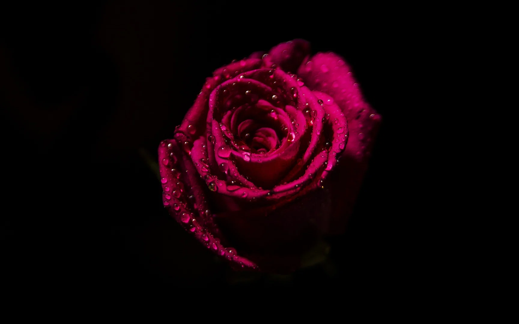 Rosie Baby profile banner