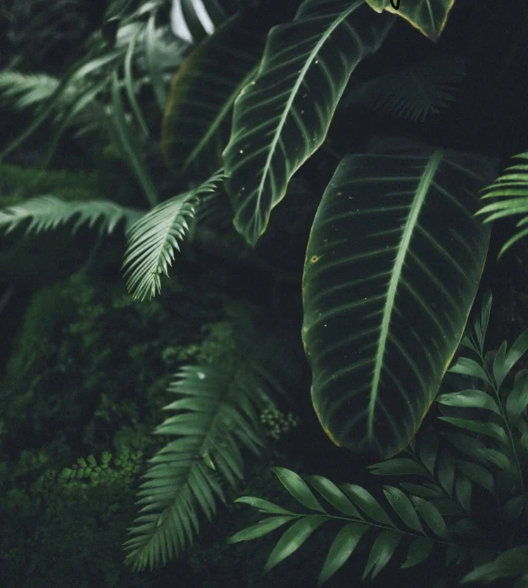 Tigerlily profile banner