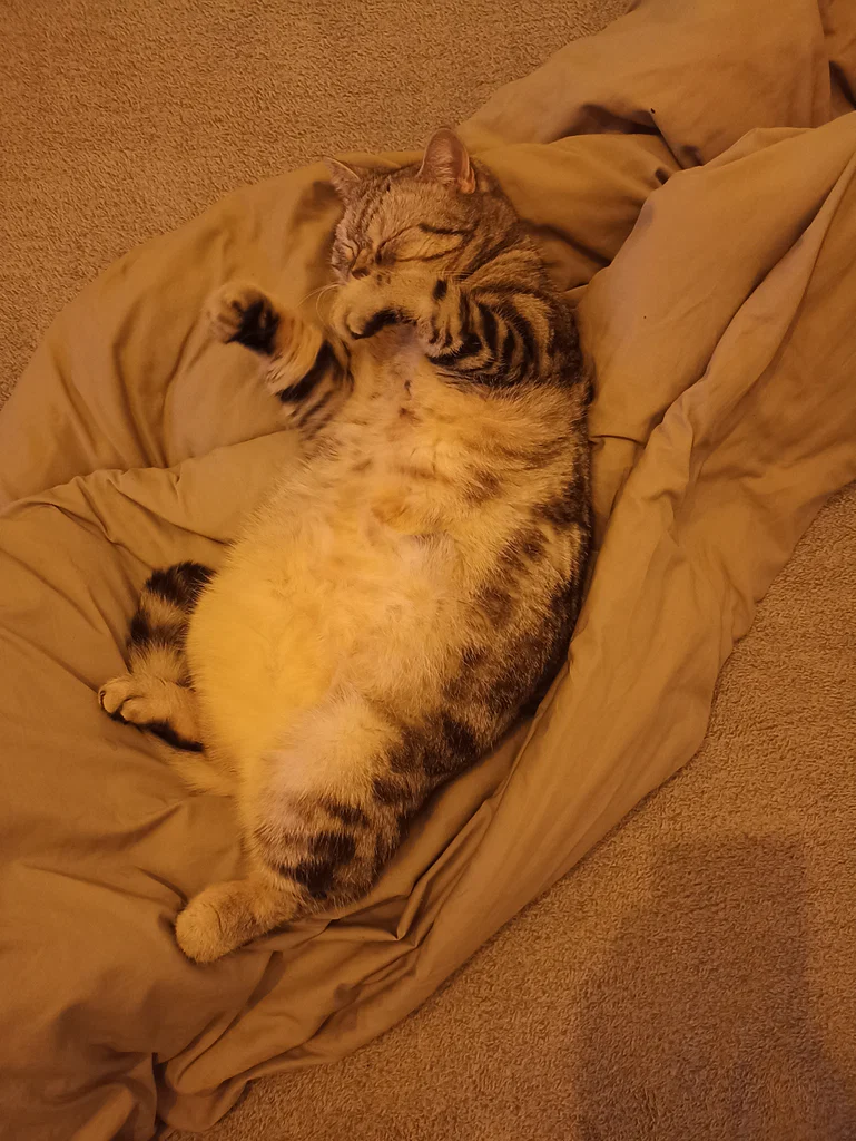 Ukrainian Cat Luchik's avatar