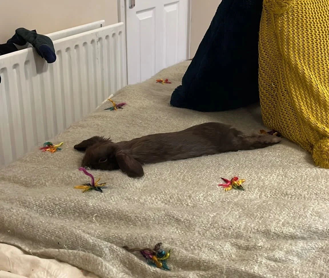 SammyBun profile banner