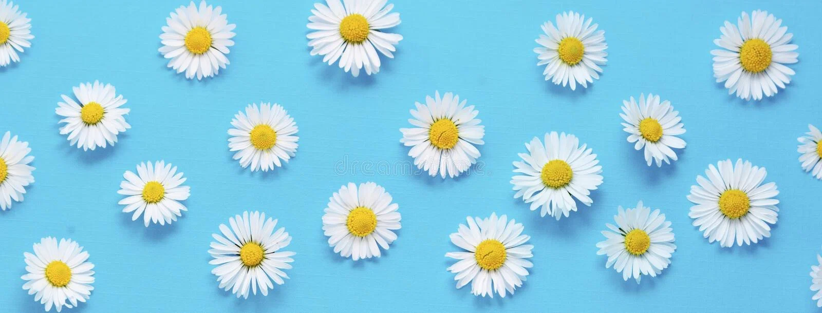Daisy 🌸 profile banner