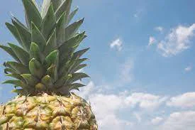 PineappleFlow profile banner