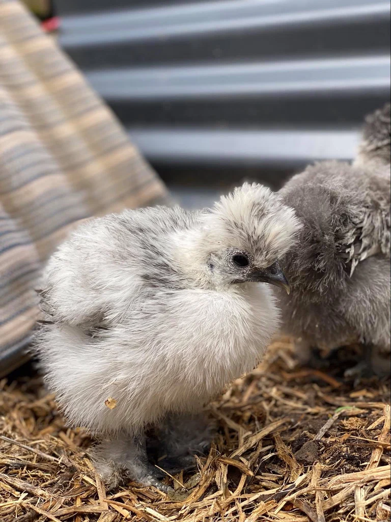 Samuel H's Silkies