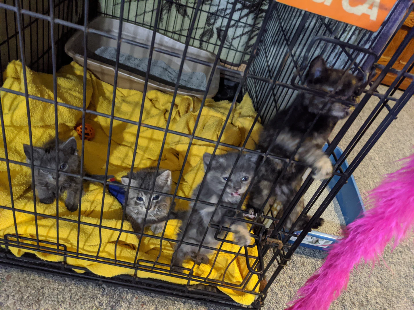 Earp Kittens profile banner