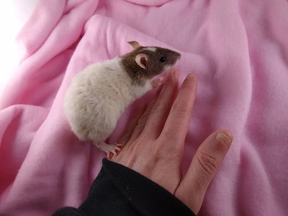 Pets First Genetics