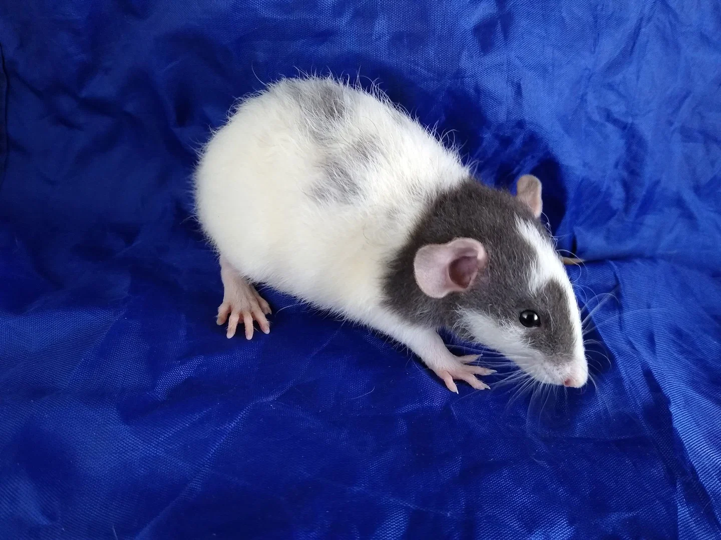 Pets First Genetics profile banner