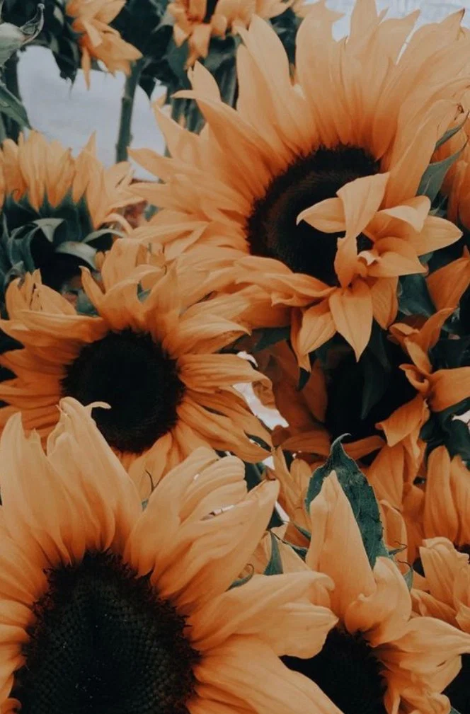 Emily🦋 profile banner