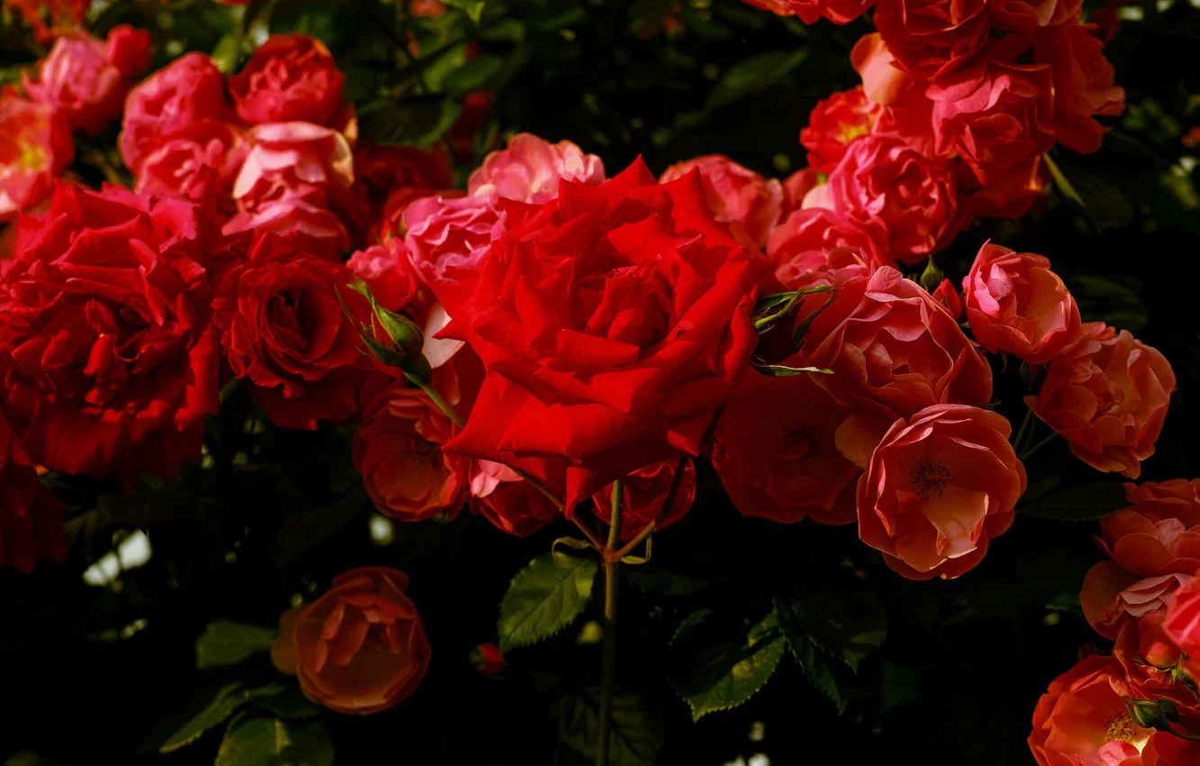 §carlet 🥀 profile banner