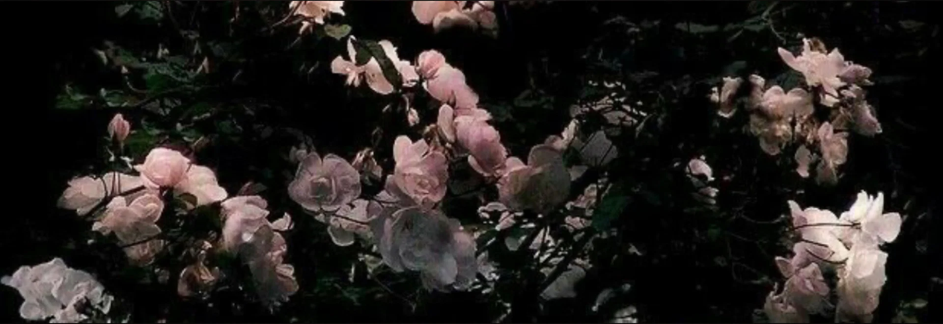 Marissa ♡ profile banner