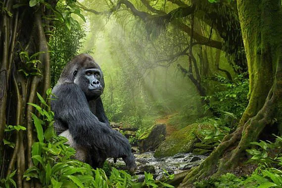 Persian Gorilla profile banner