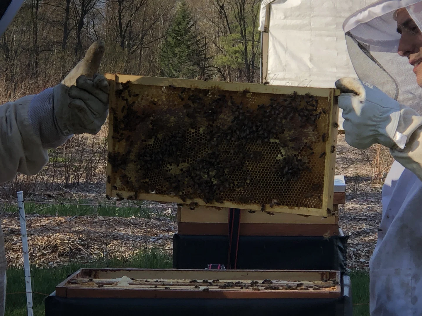 603 Honey profile banner