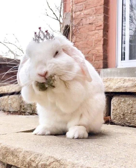 Princess