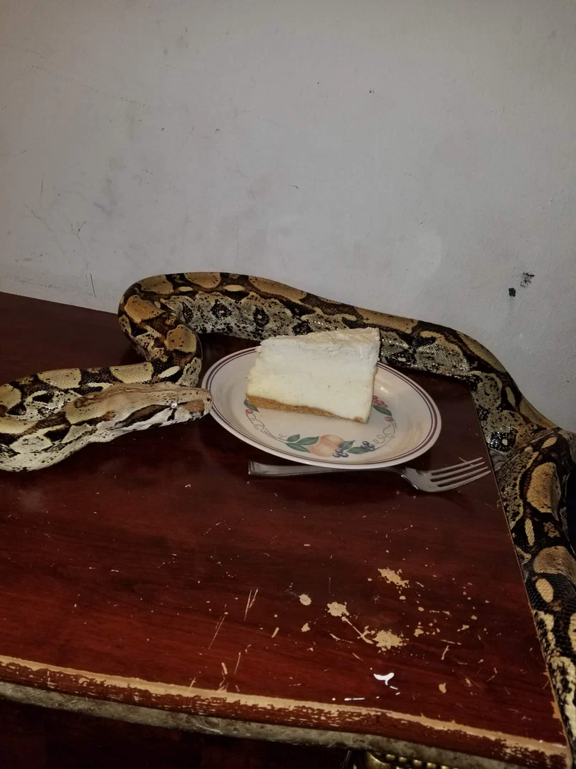 Mr. Cakes & Snake profile banner