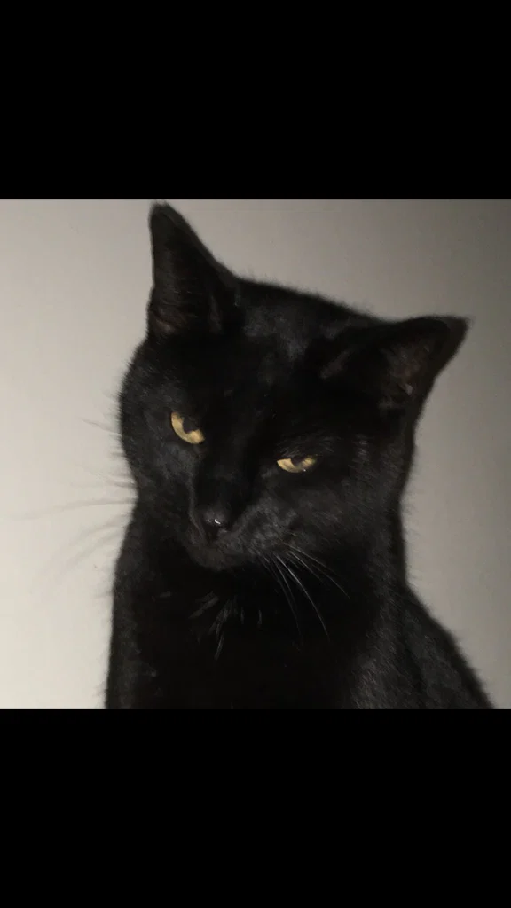 🖤🐈‍⬛