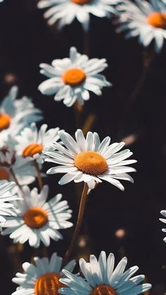 Daven profile banner