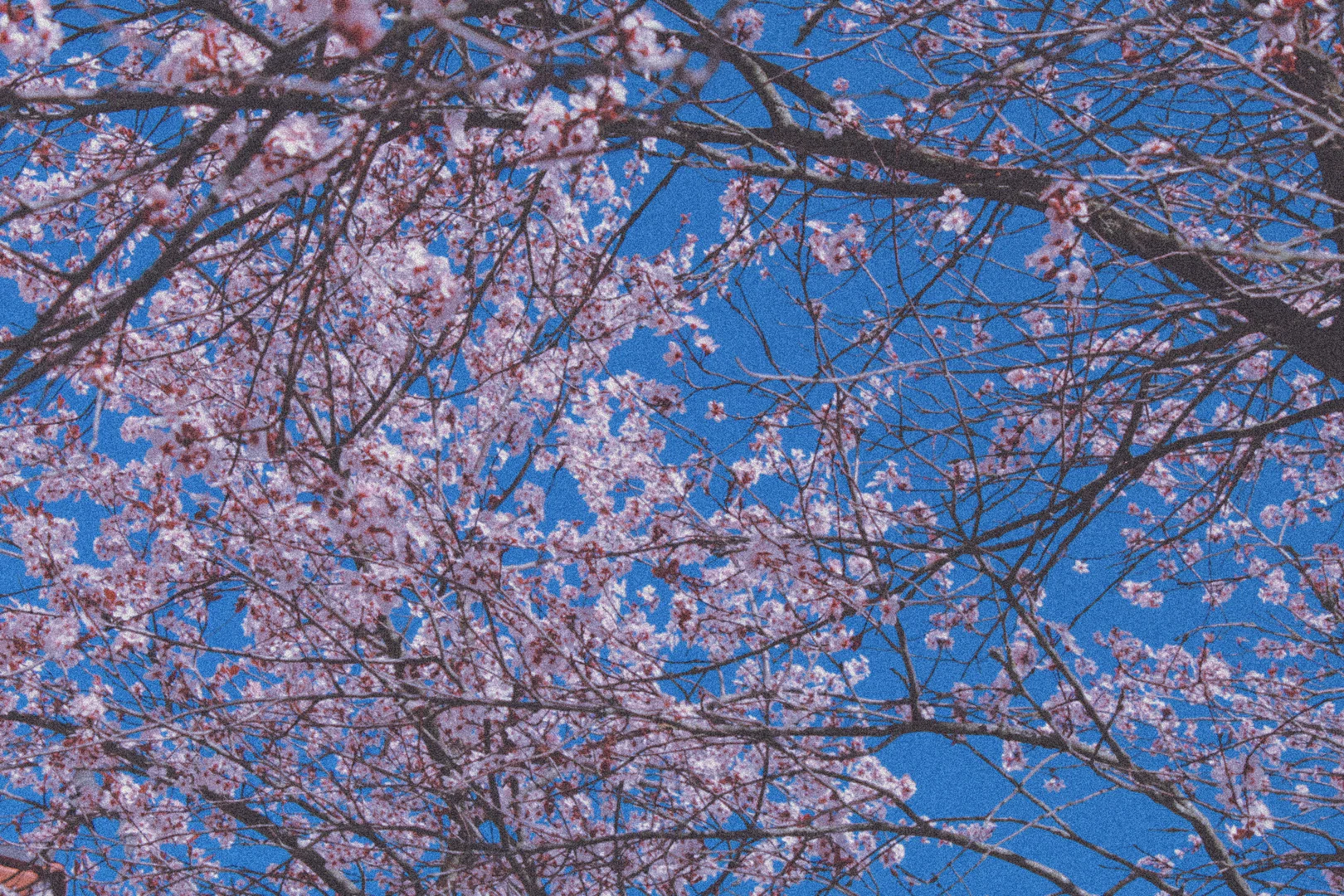 ♡OhLeeChan♡ profile banner