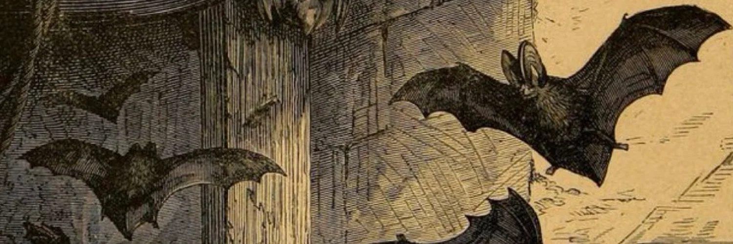 𝔰𝔥𝔞𝔲𝔫𝔞 profile banner
