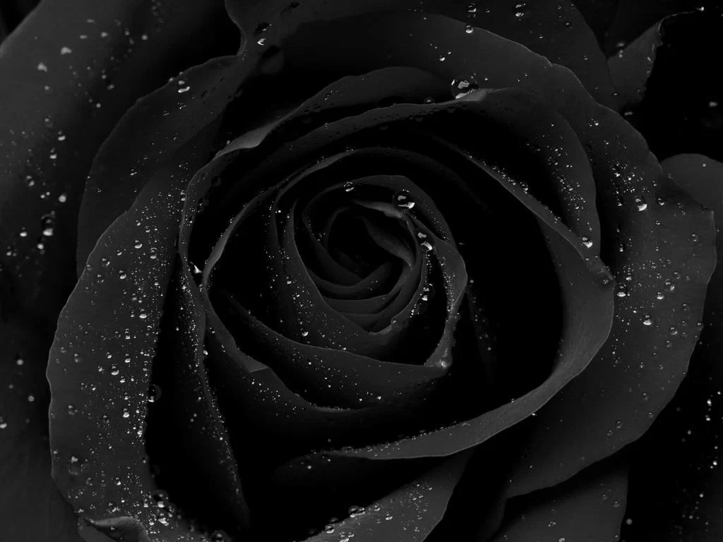 Lilith Rose profile banner