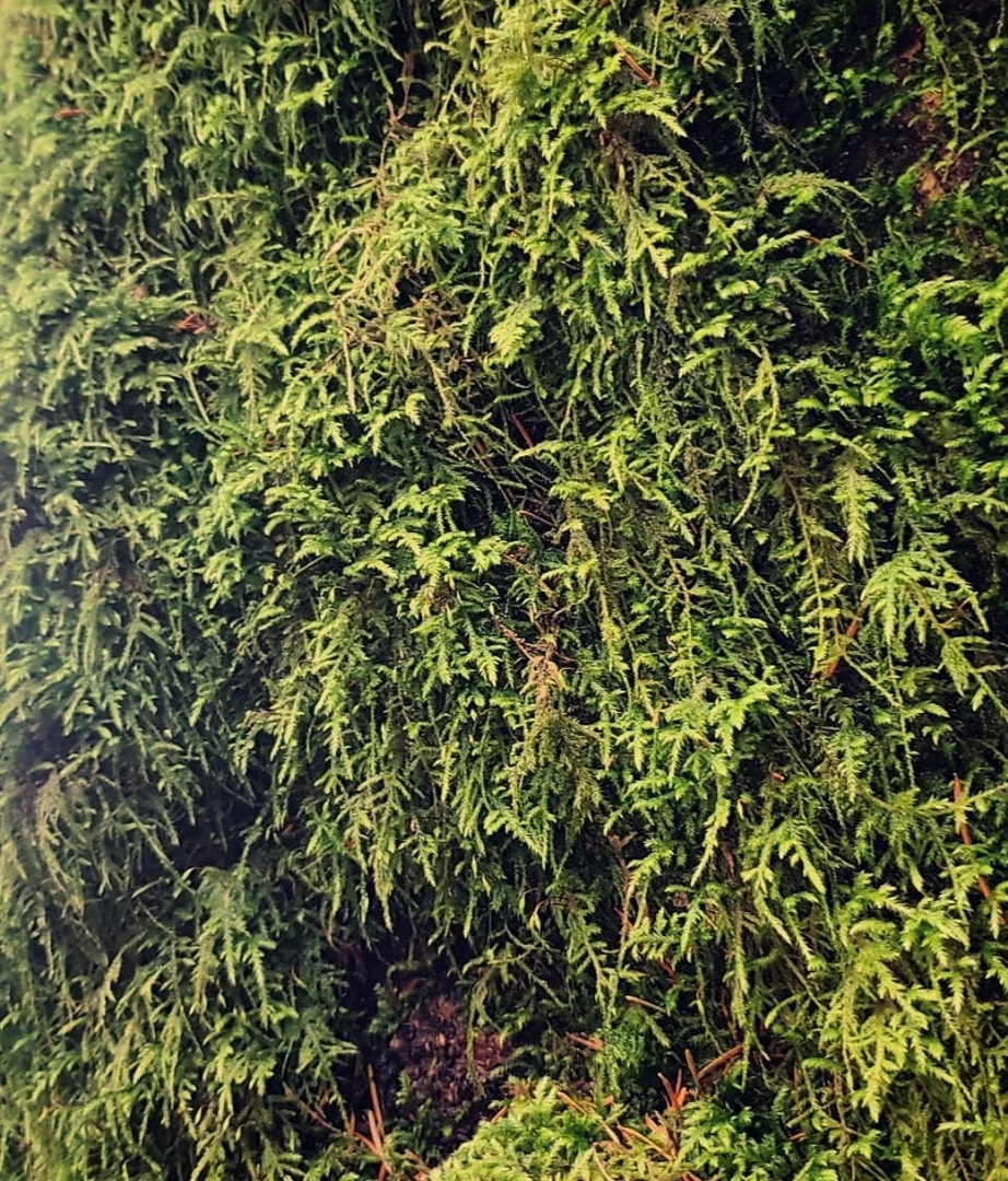 Eryn profile banner