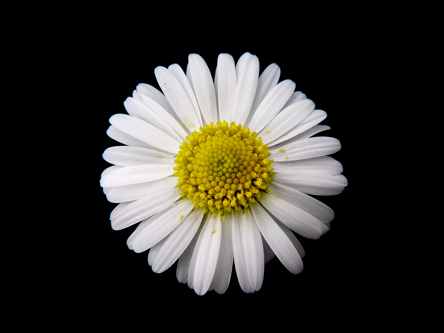 Daisy Duchess profile banner