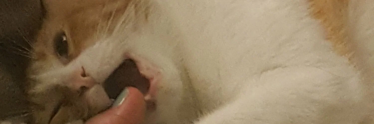 Professor Tokes profile banner