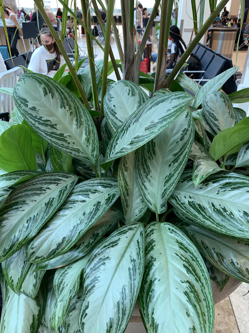 Only Plants profile banner