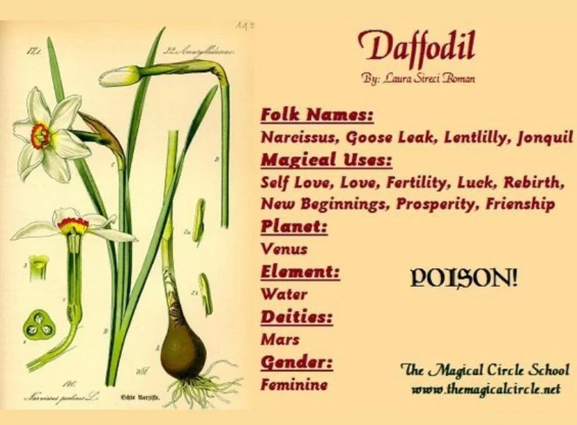 Daffodil Witch profile banner